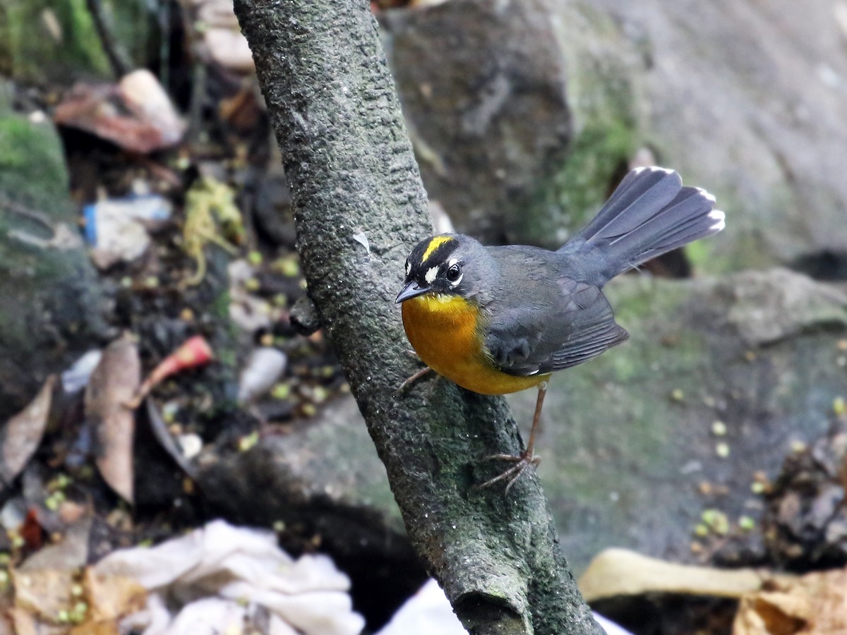 Fan-tailed Warbler - ML43291831