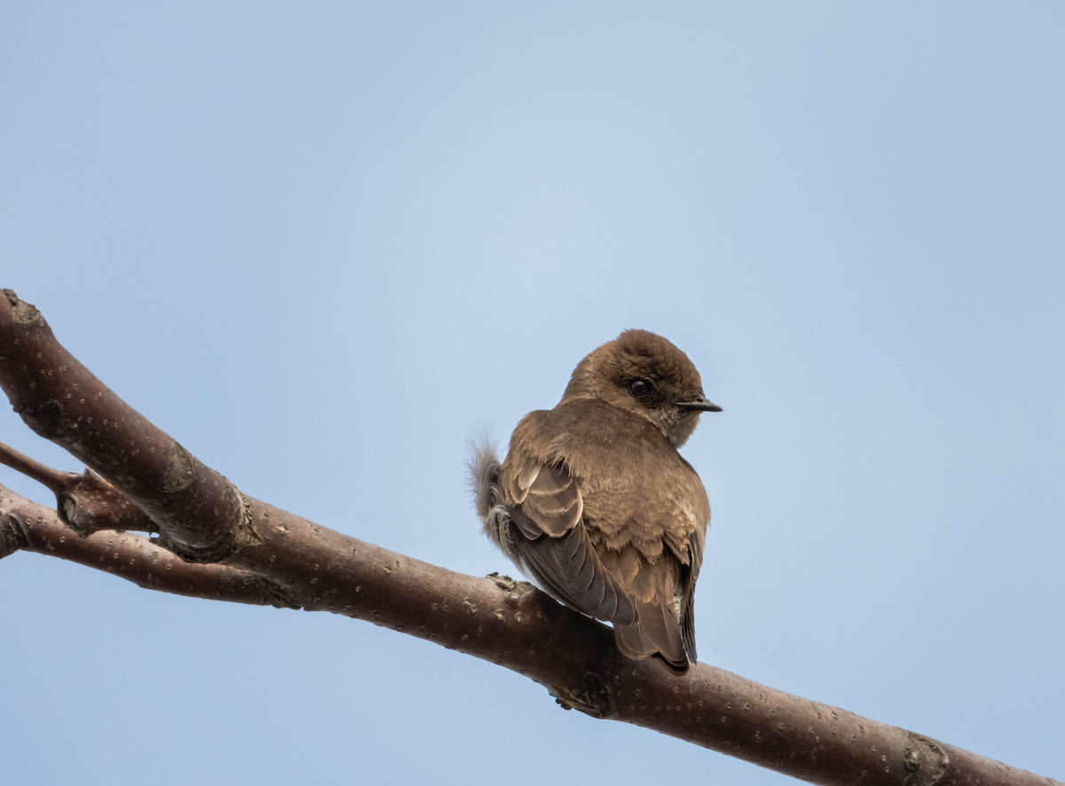 Northern Rough-winged Swallow - ML432918331