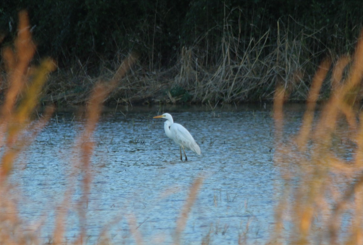 Great Egret - Alexandre Hespanhol Leitão
