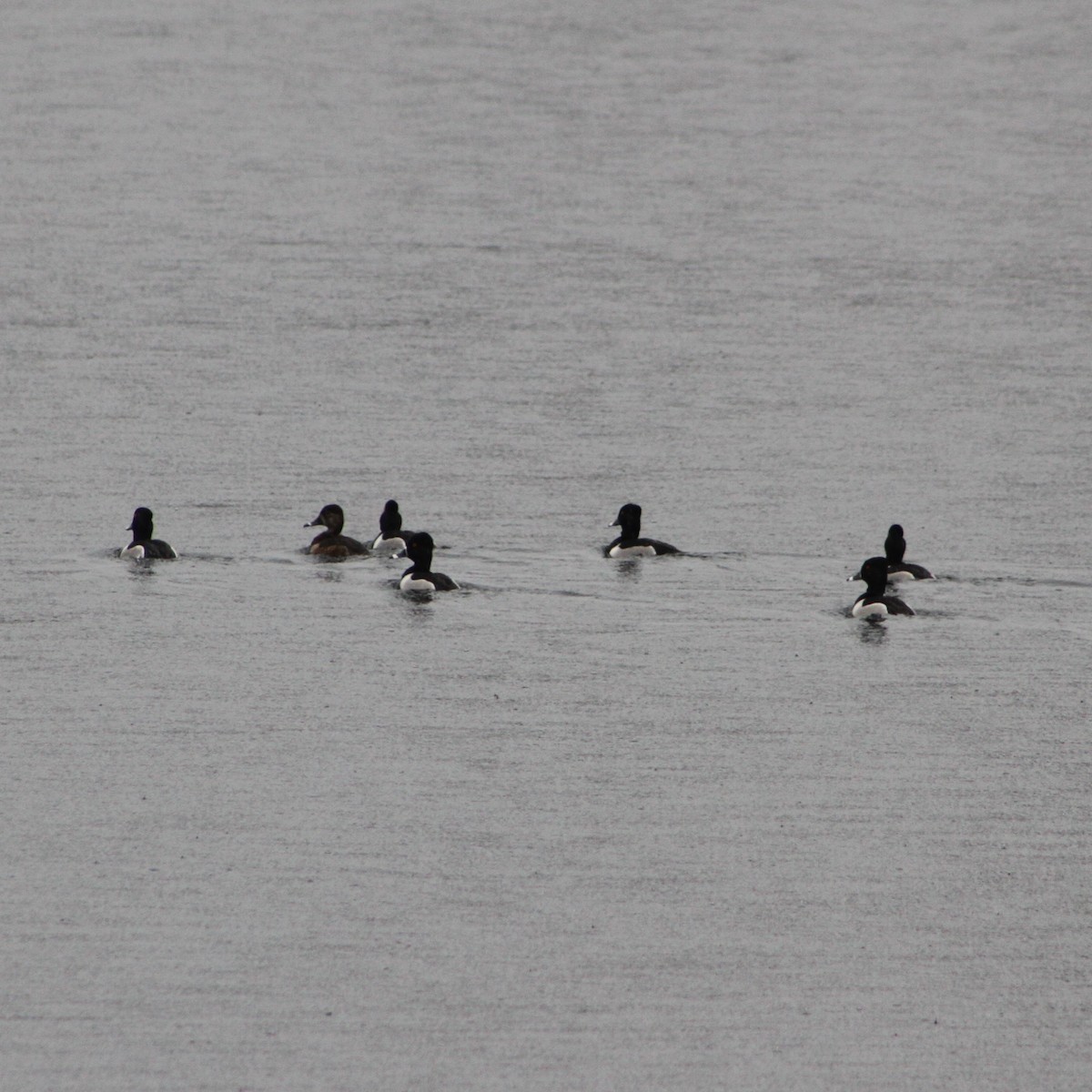 Ring-necked Duck - ML432919201