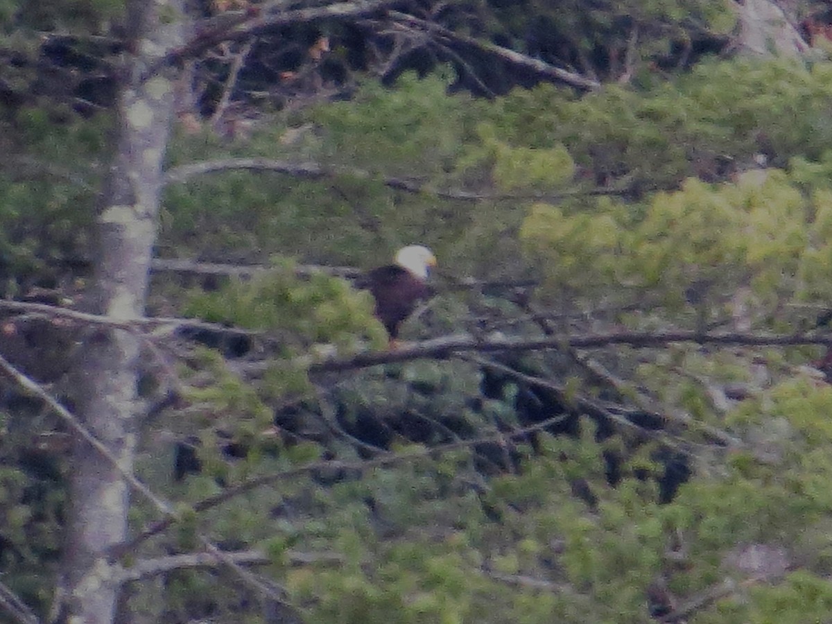 Weißkopf-Seeadler - ML432920081