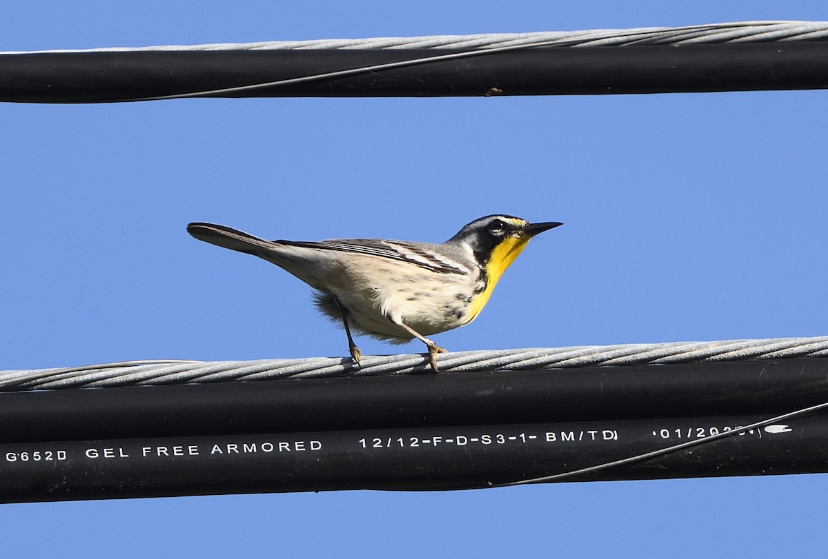 Goldkehl-Waldsänger - ML432920101