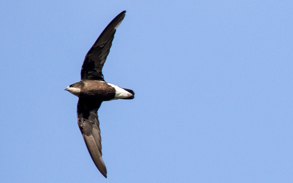 White-throated Needletail - ML43292051