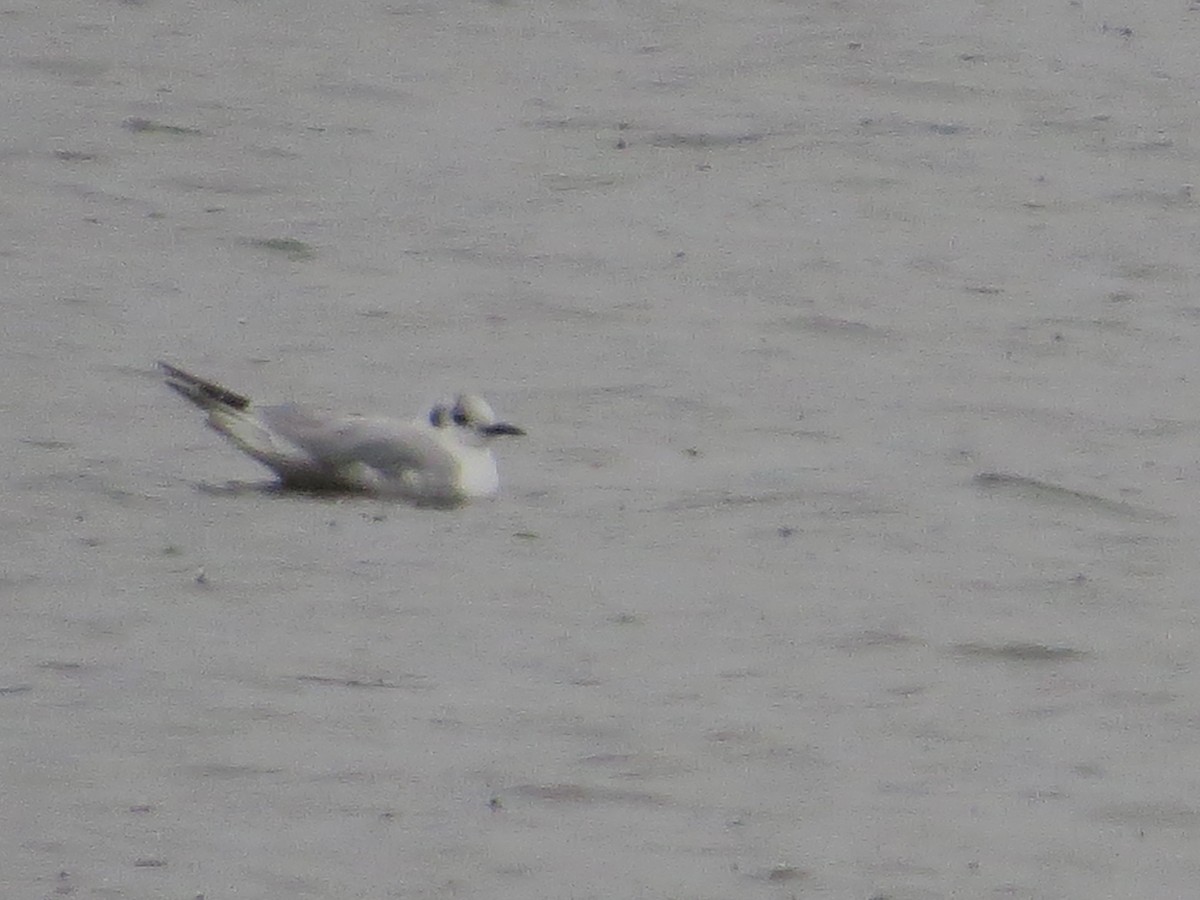 Bonaparte's Gull - ML432920551