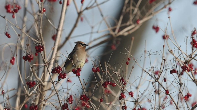 Cedar Waxwing - ML432923481