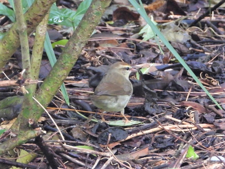 Swainson's Warbler - ML432924811