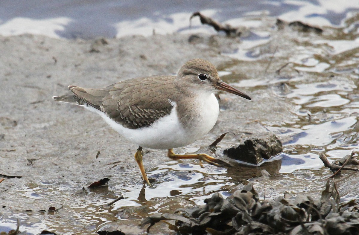 Spotted Sandpiper - ML432925181