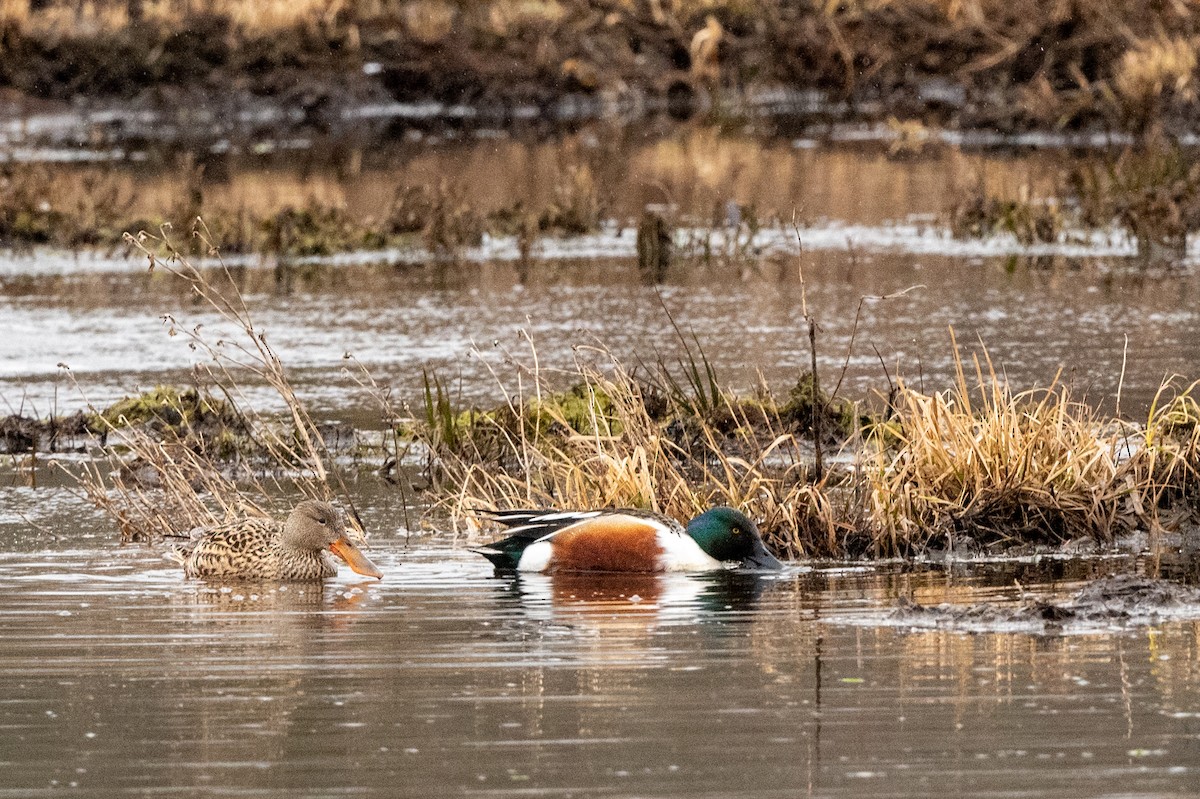 Northern Shoveler - ML432925961