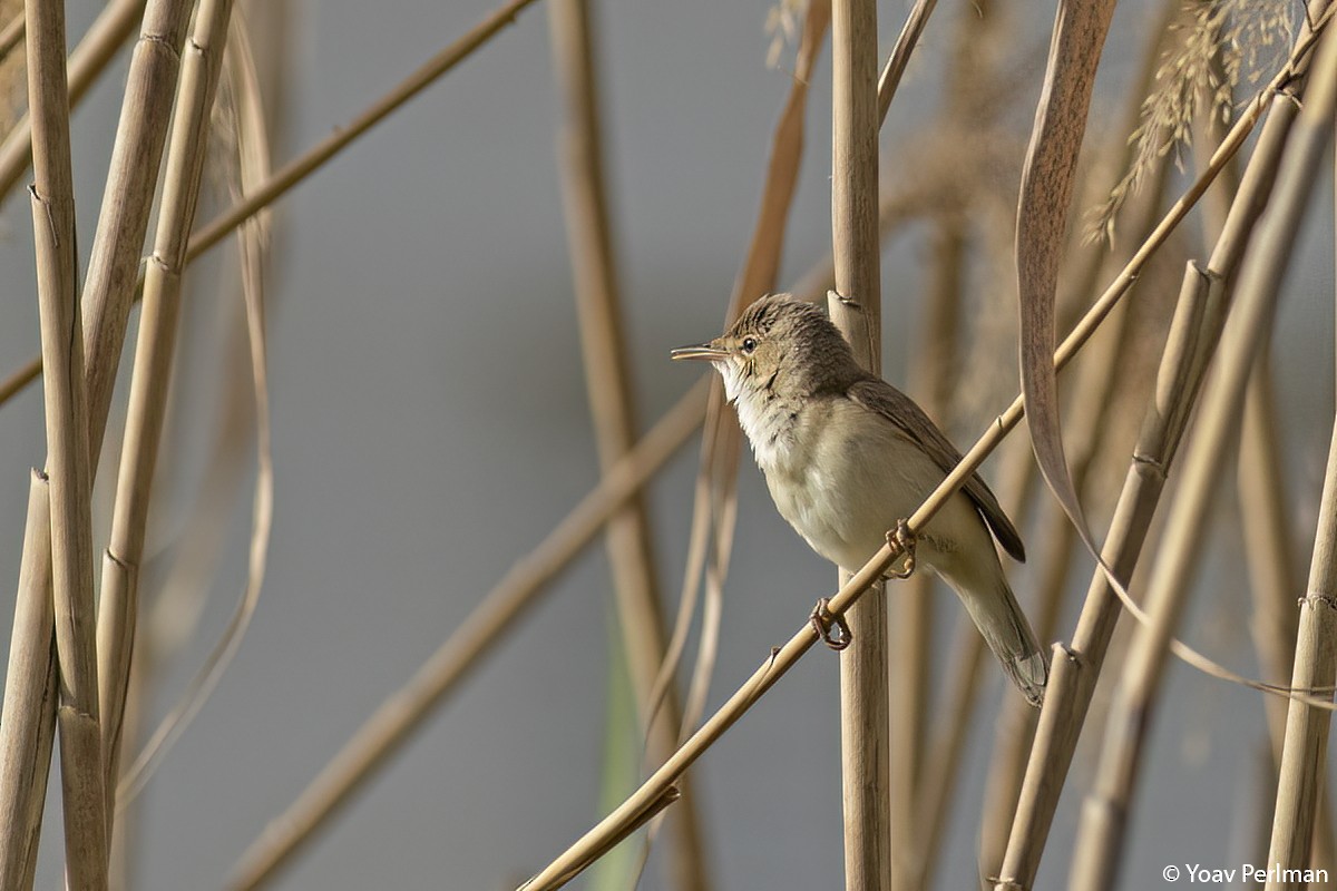 Common Reed Warbler - ML432927331
