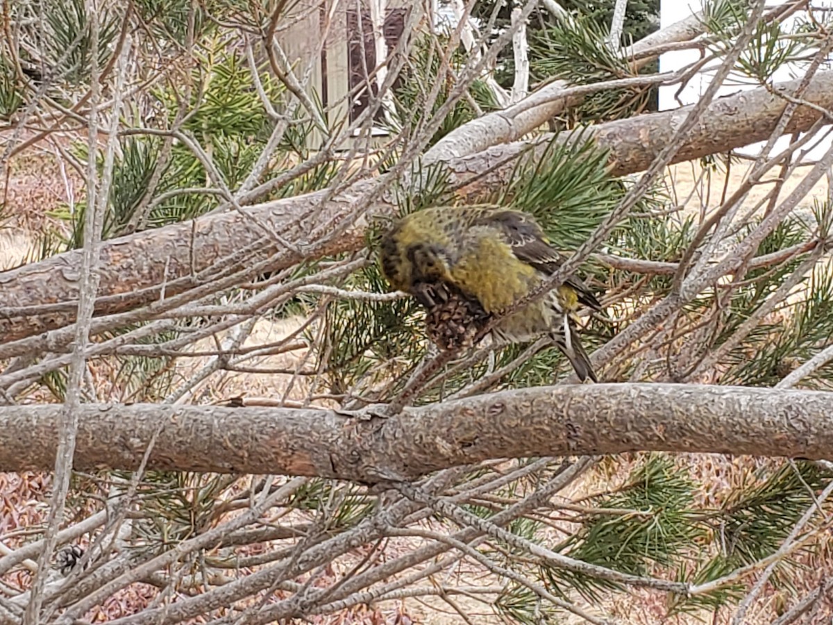 Red Crossbill (Newfoundland or type 8) - ML432927701