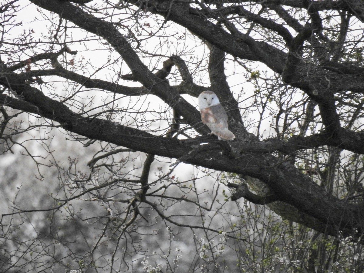 Western Barn Owl - ML432928051