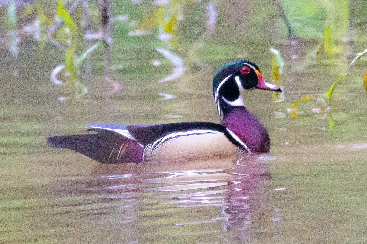 Wood Duck - ML432930711