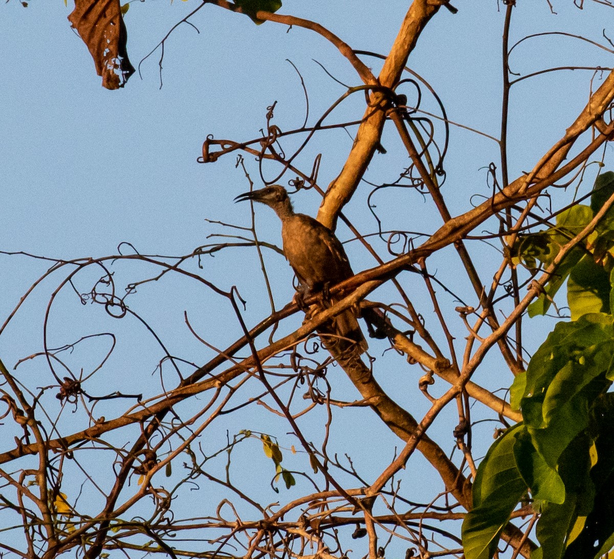 Polochion des Tanimbar - ML432931761