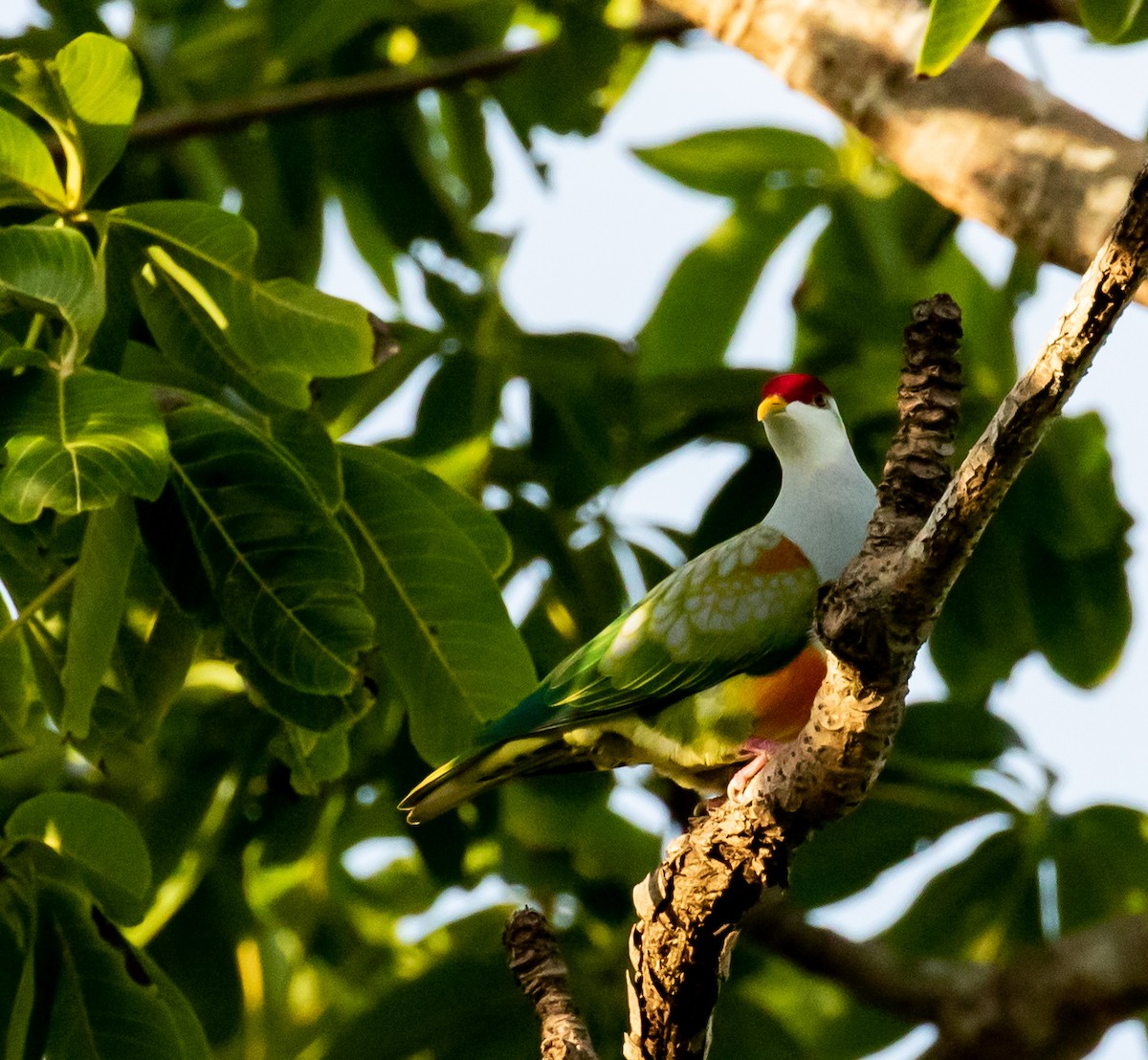 Wallace's Fruit-Dove - Ron Hoff Dollyann Myers