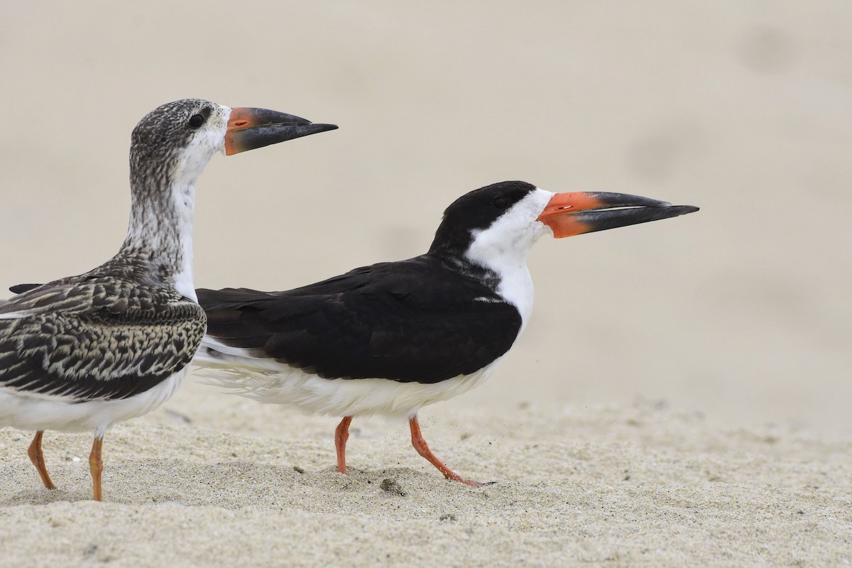 Black Skimmer - David de Rivera Tønnessen