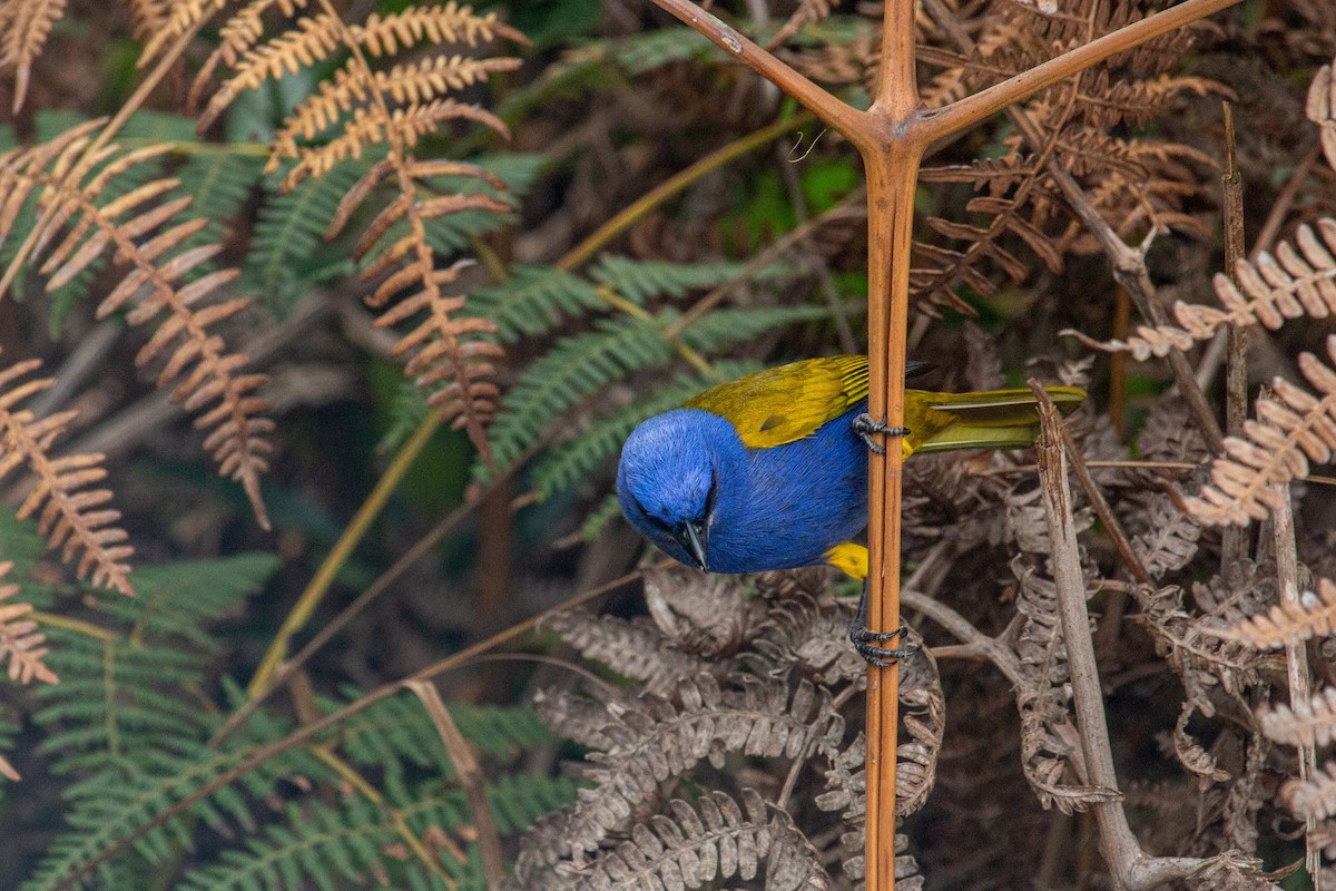 Tangara Coroniazul - ML432933021