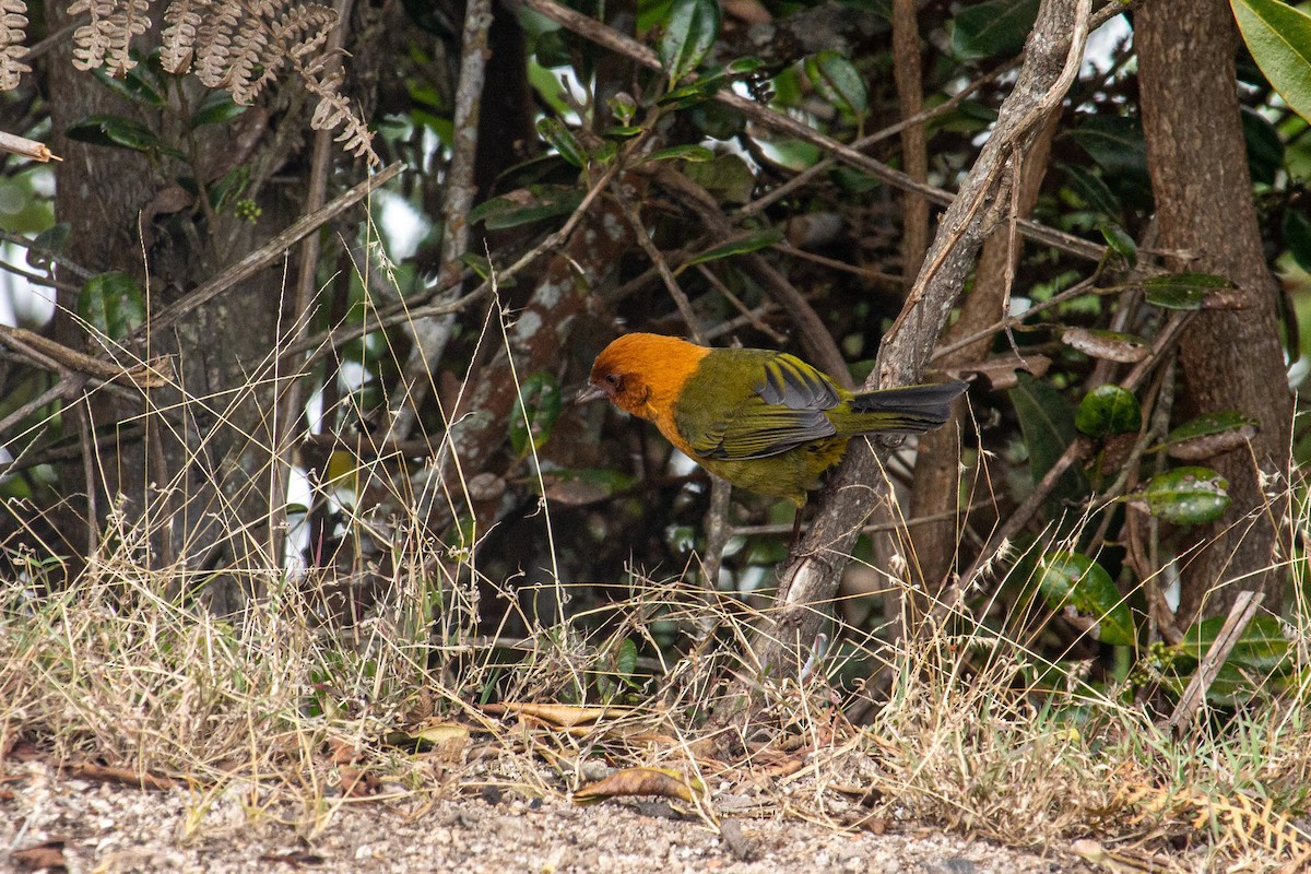 Ochre-breasted Brushfinch - ML432933081