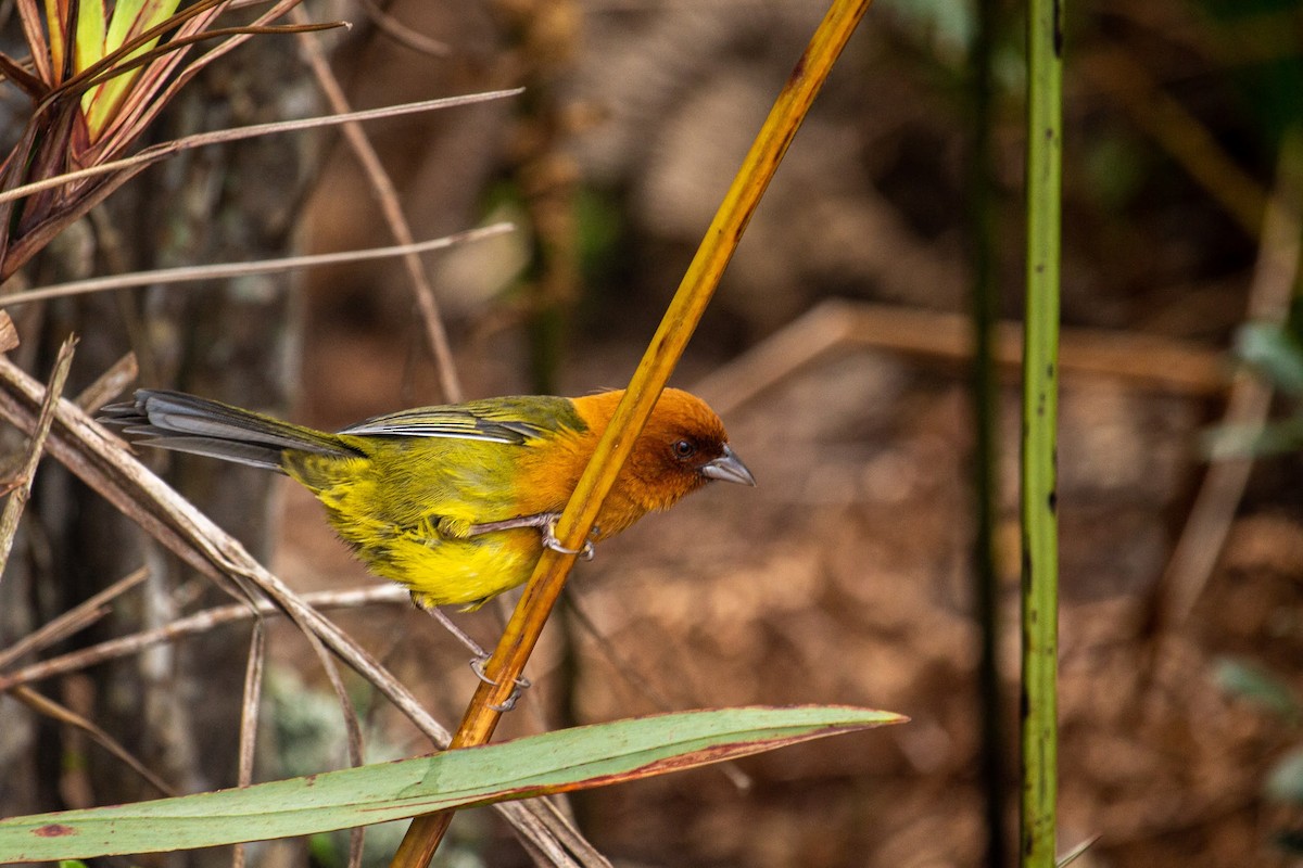 Ochre-breasted Brushfinch - ML432933111