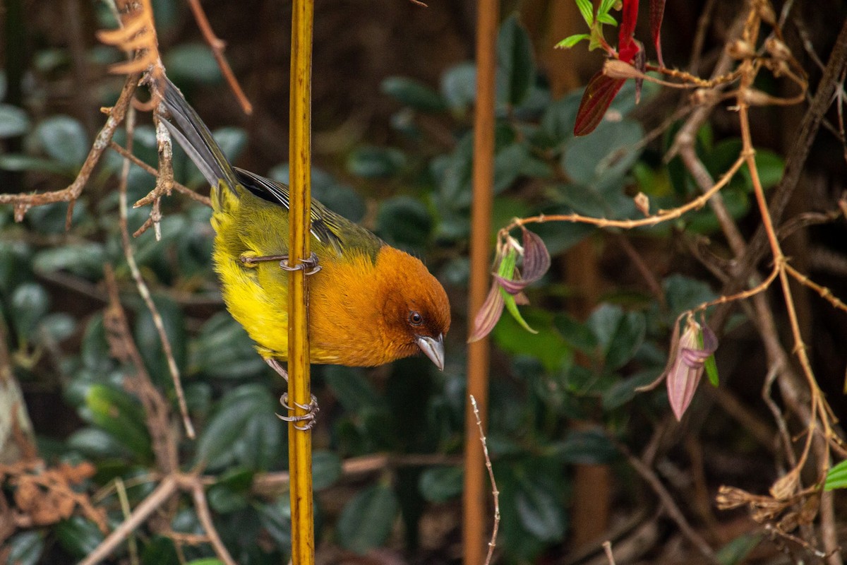 Ochre-breasted Brushfinch - Francisco Russo