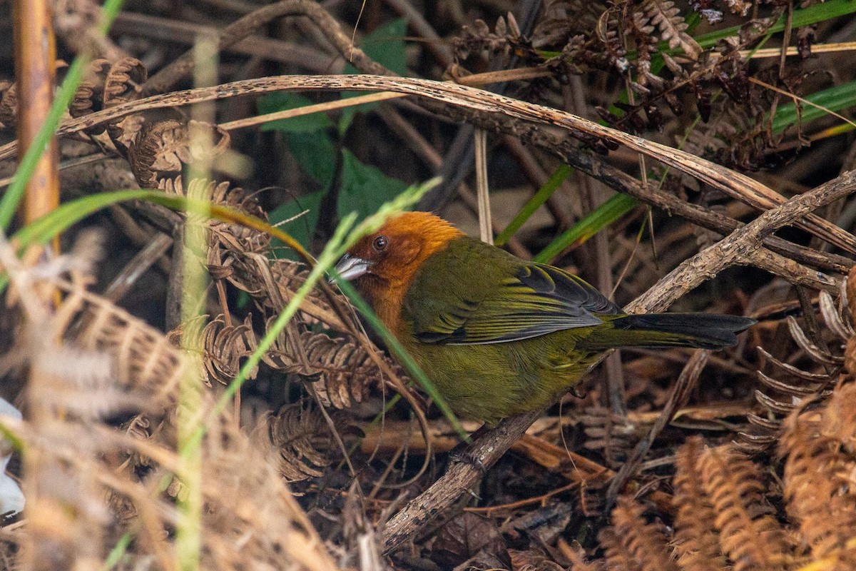 Ochre-breasted Brushfinch - ML432933131