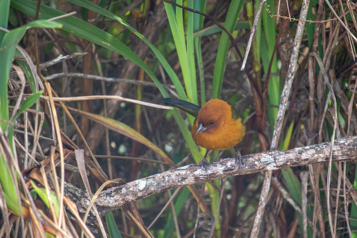 Ochre-breasted Brushfinch - ML432933151