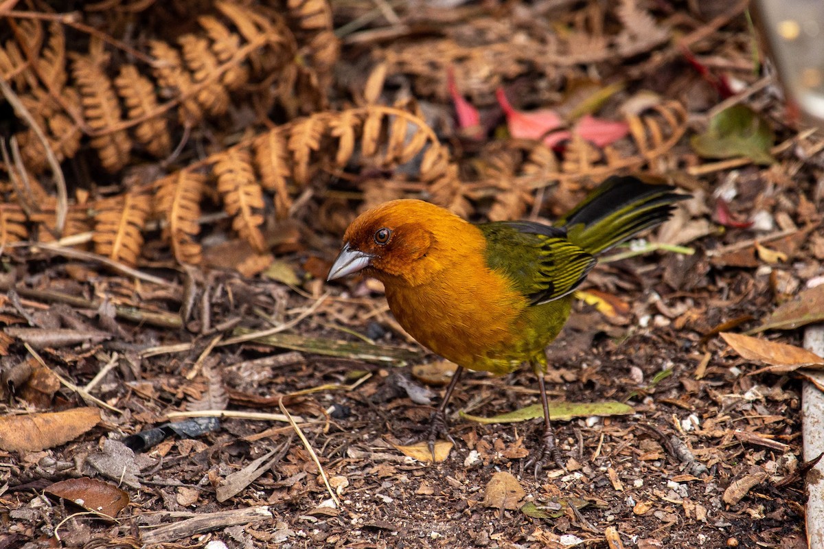 Ochre-breasted Brushfinch - ML432933161