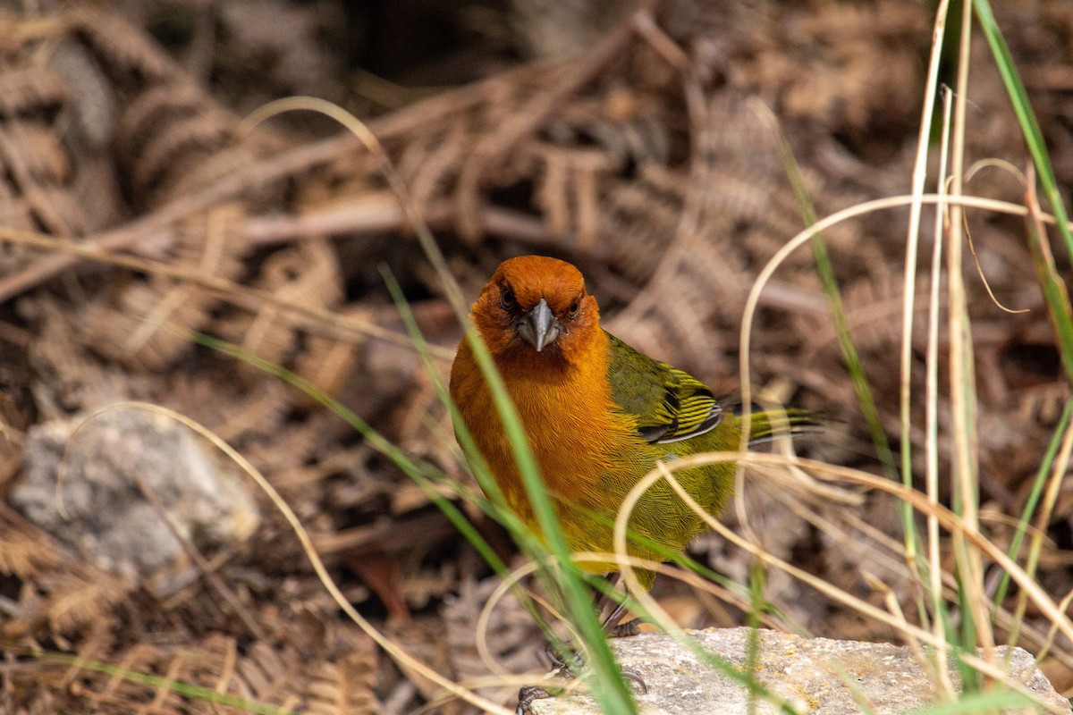 Ochre-breasted Brushfinch - ML432933171