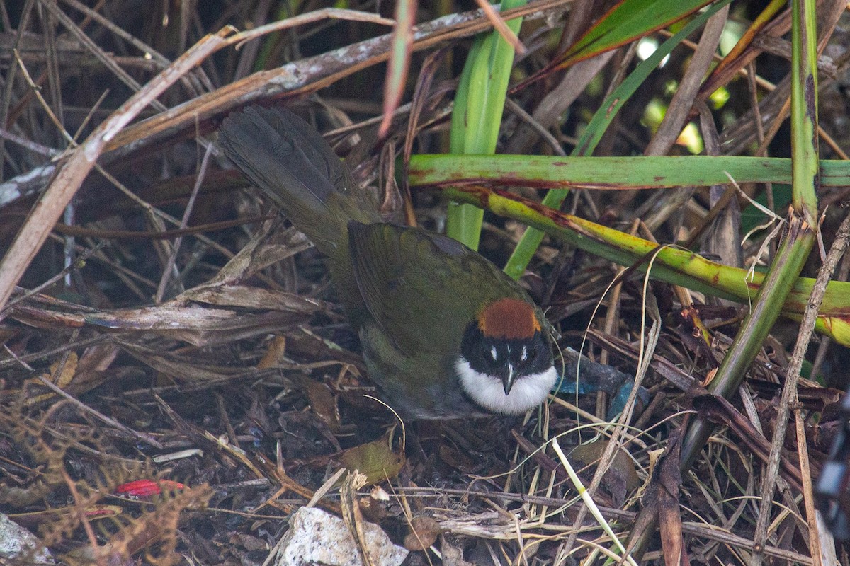 クリボウシヤブシトド - ML432933251