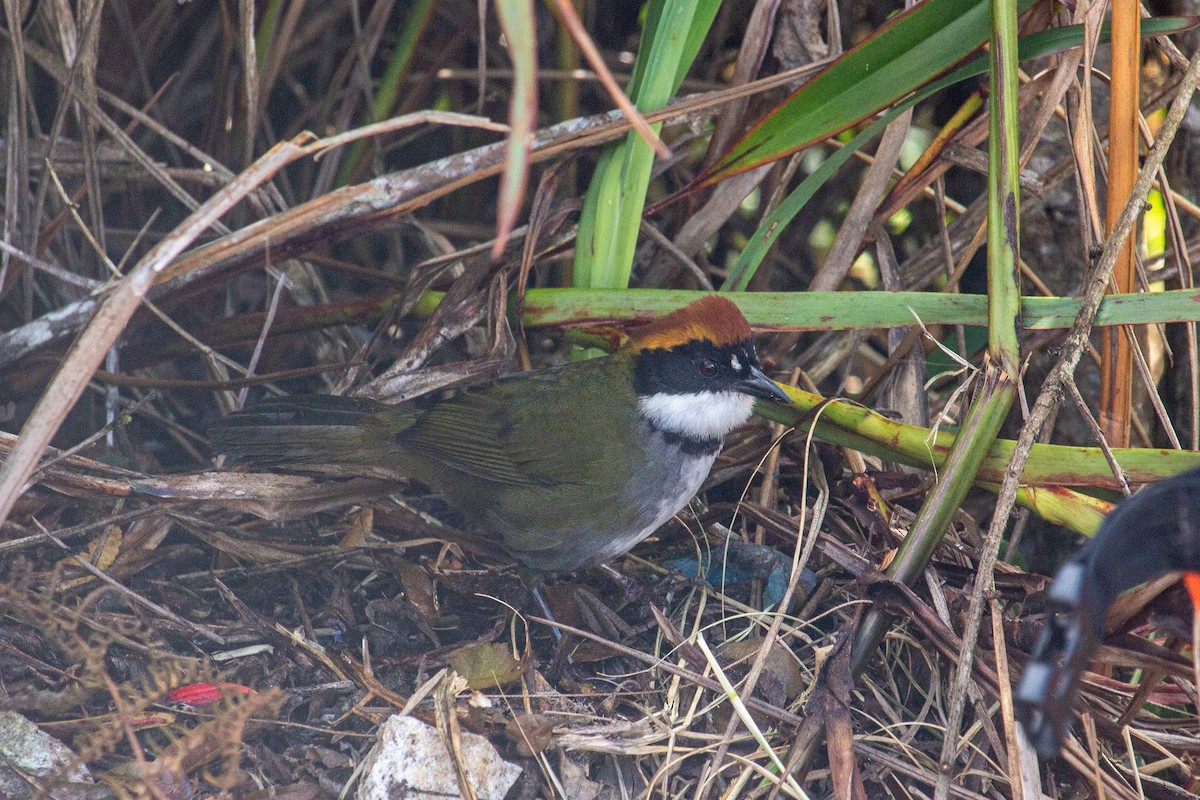 Chestnut-capped Brushfinch - ML432933261