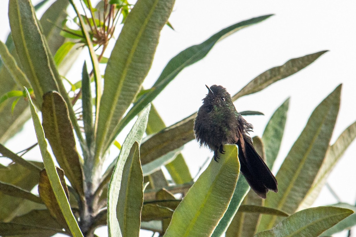 kolibřík dřišťálový - ML432933821
