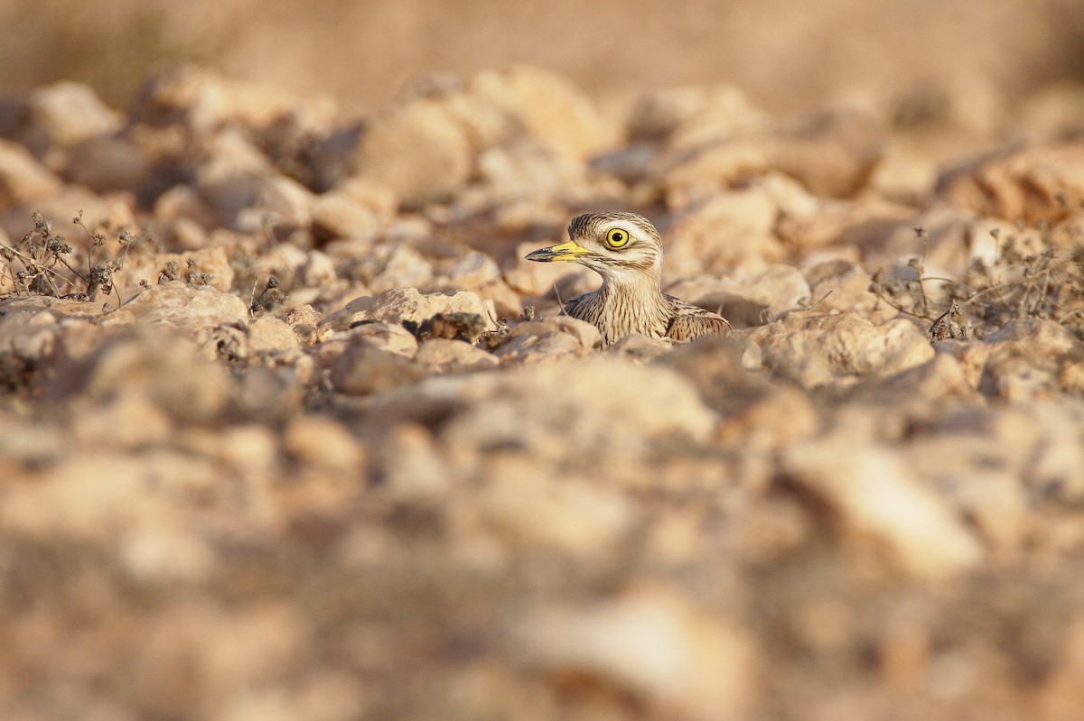 Eurasian Thick-knee - ML432933831