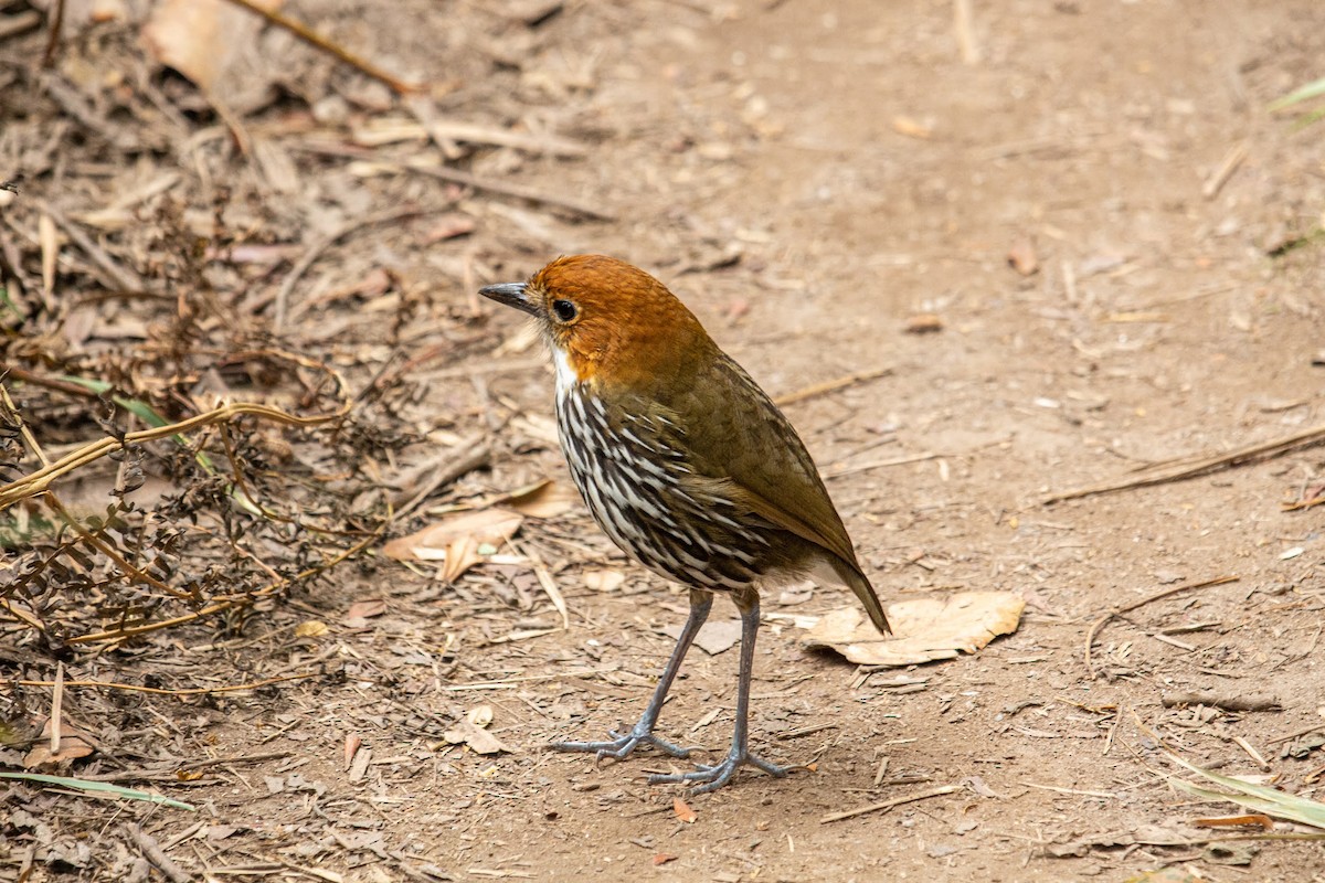 Chestnut-crowned Antpitta - ML432933861