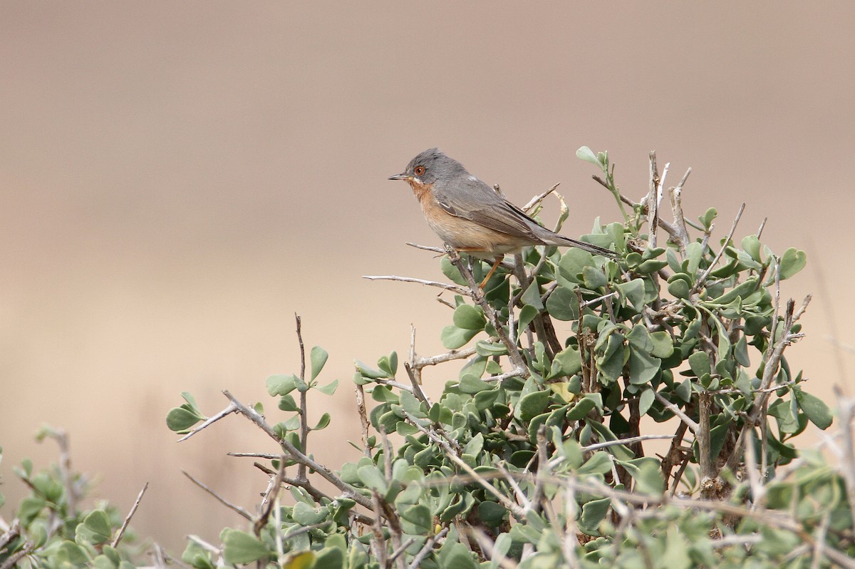 סבכי רונן מערבי - ML432933881