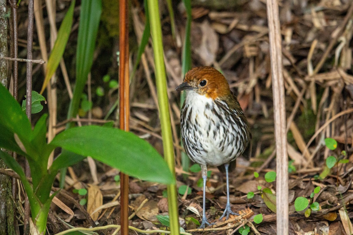 Chestnut-crowned Antpitta - ML432933901