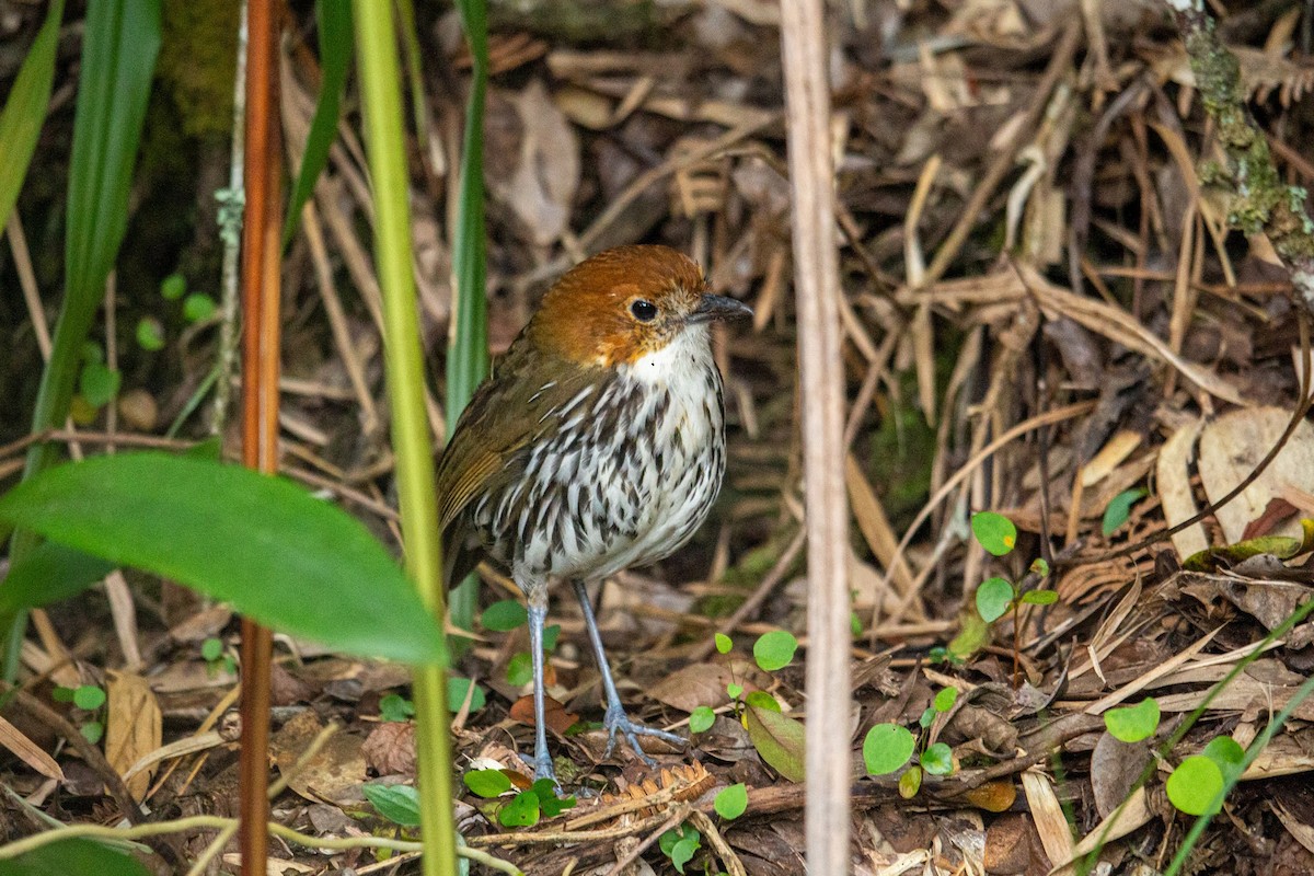 Chestnut-crowned Antpitta - ML432933911