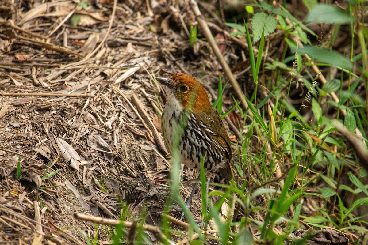 Chestnut-crowned Antpitta - Francisco Russo