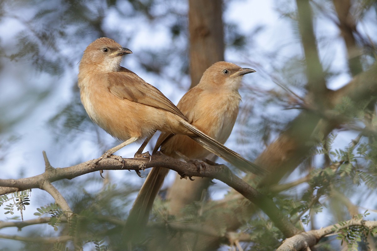 זנבן אפריקני - ML432934061