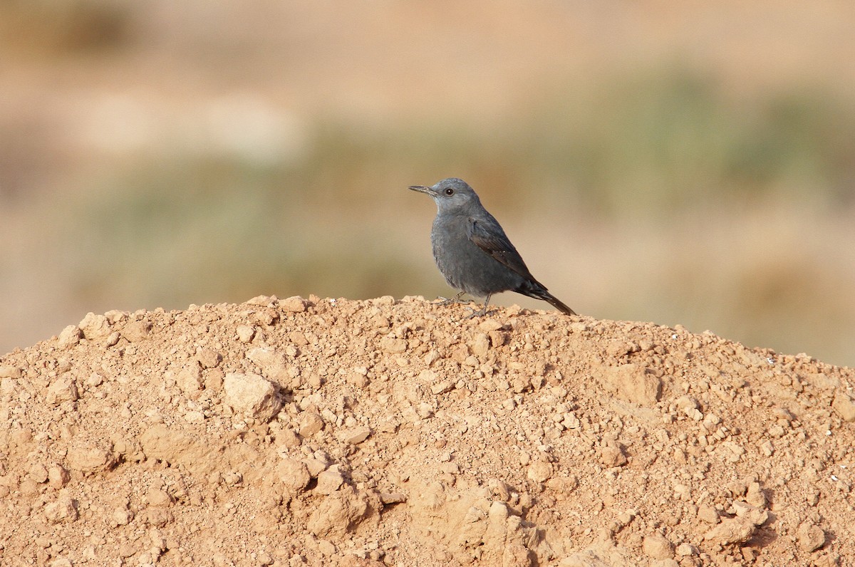 Blue Rock-Thrush - ML432934511