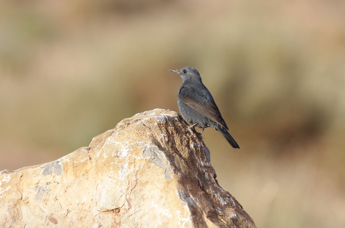 Blue Rock-Thrush - ML432934531