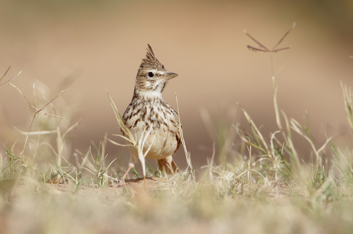 Cochevis de Thékla - ML432934601