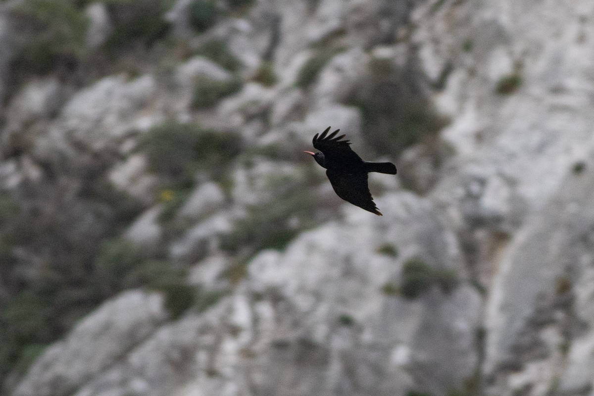 Red-billed Chough - ML432934731