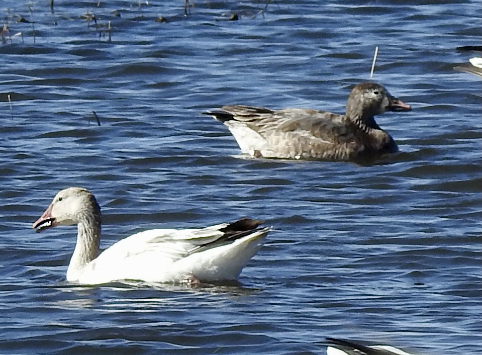 Snow Goose - Barb Stone