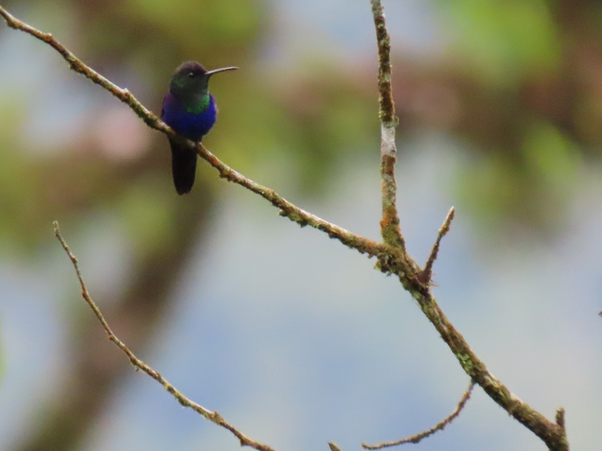 Crowned Woodnymph (Northern Violet-crowned) - ML432938401