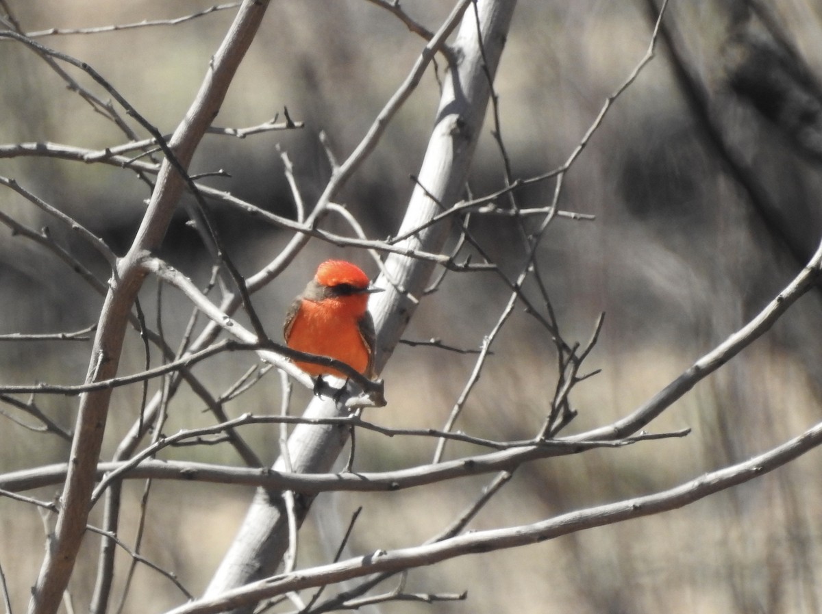 Vermilion Flycatcher - ML432938571