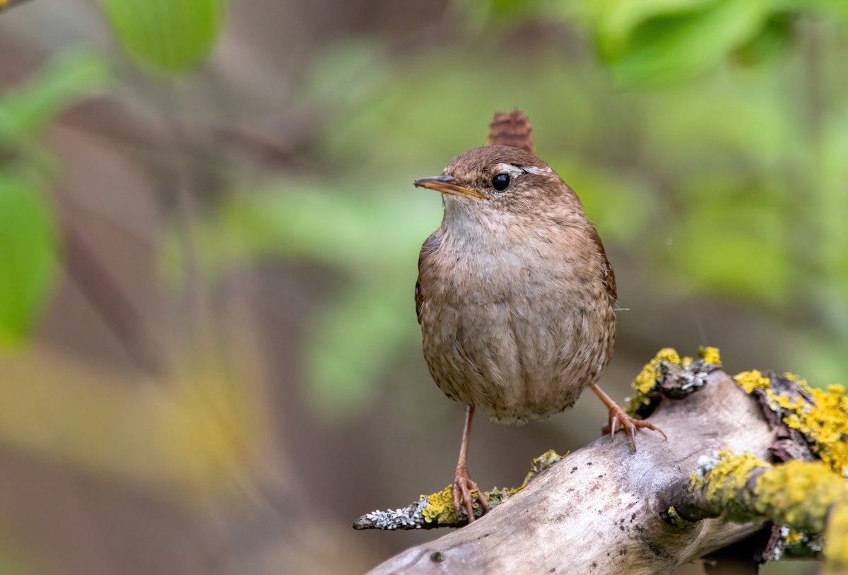 Eurasian Wren (Eurasian) - ML432939061