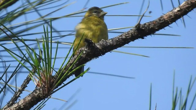 Black-headed Siskin - ML432942591