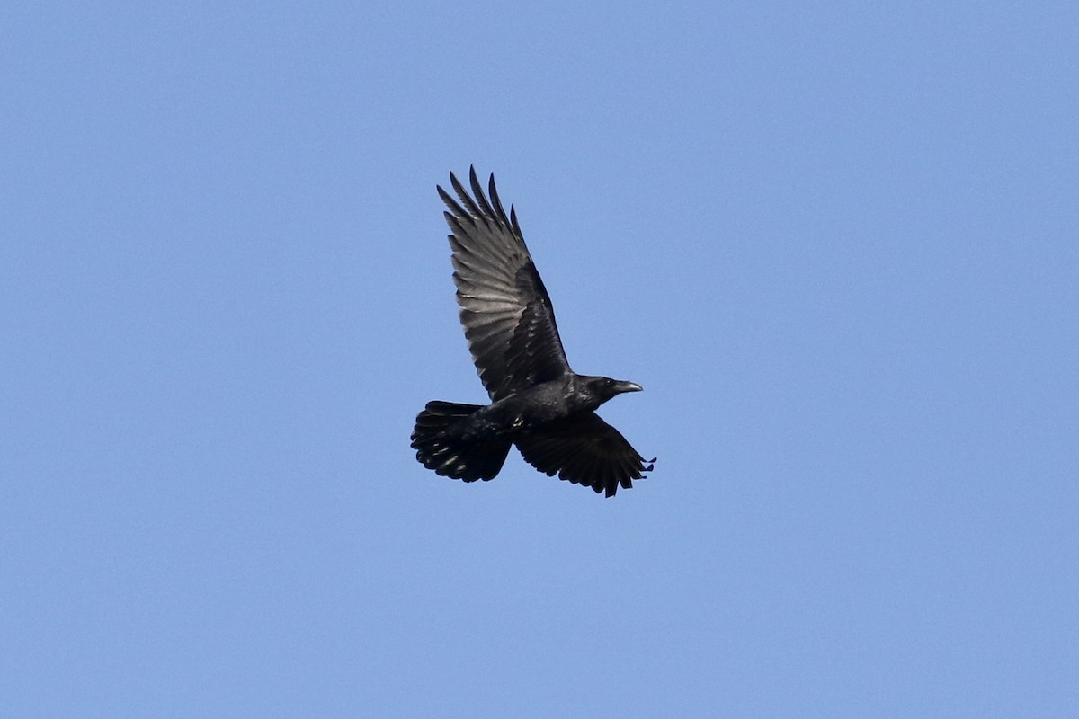 Common Raven - ML432943461