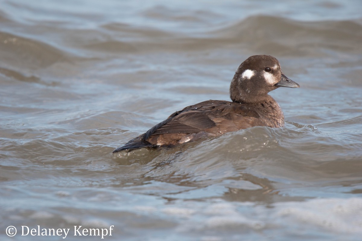 Harlequin Duck - ML432945361