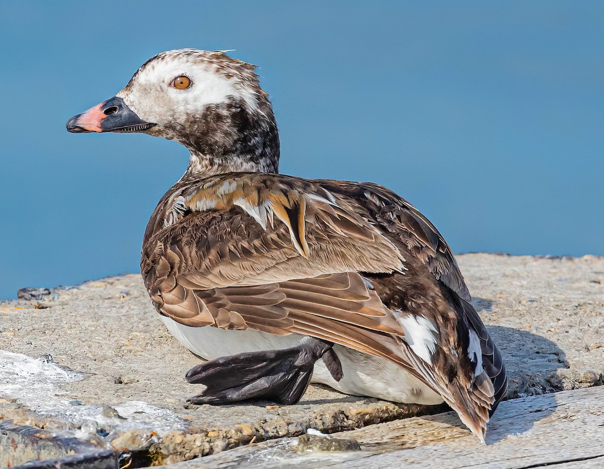 Long-tailed Duck - Robert Bochenek