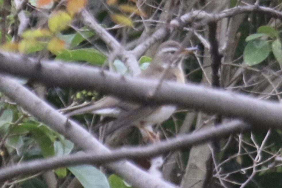Eyebrowed Thrush - ML432947451